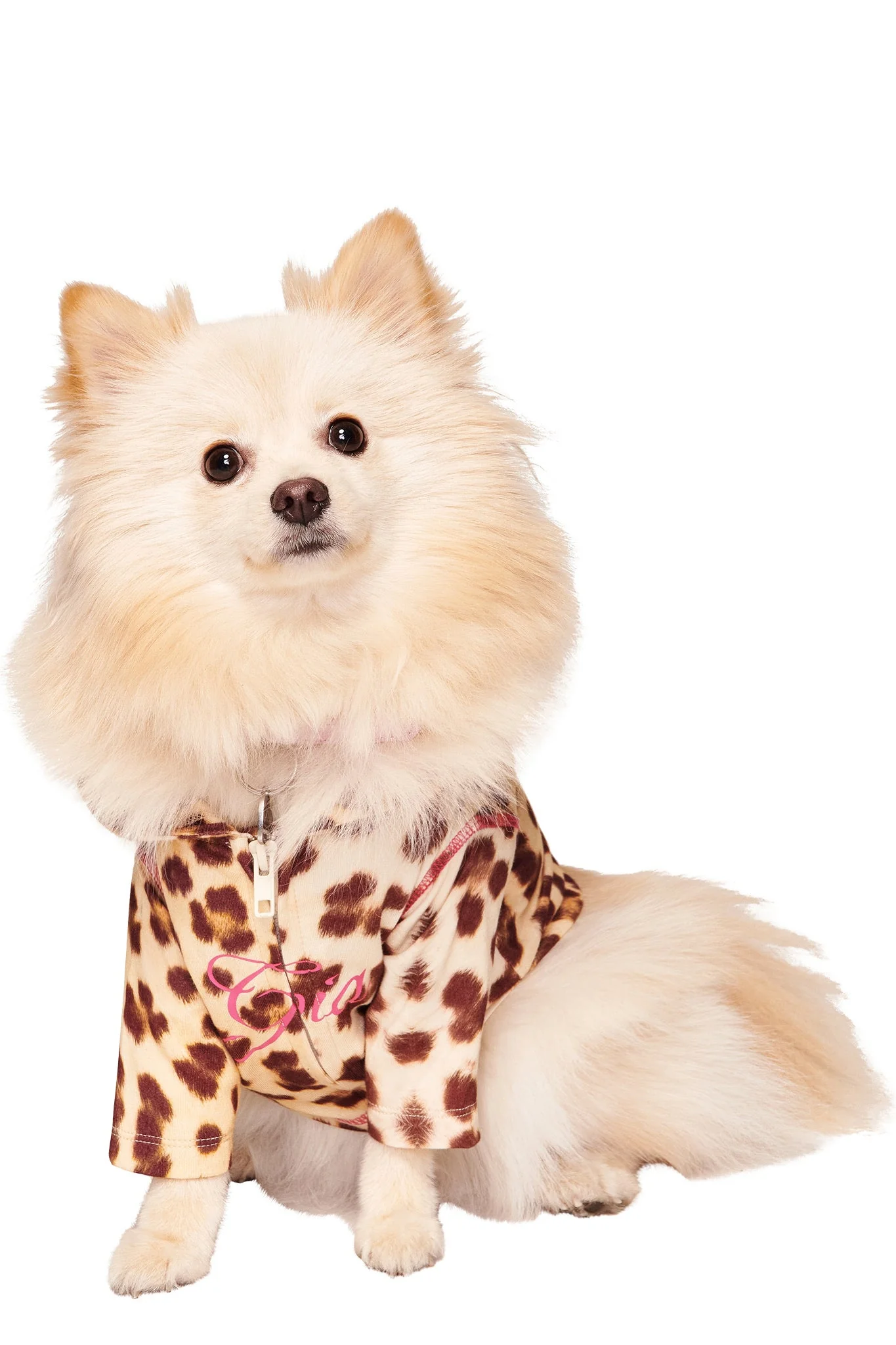 BLARE BEST FRIEND DOG HOODIE - WILD CARD - Image 4